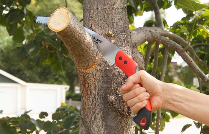 Tree limb removal Orlando FL
