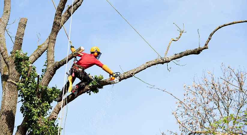 Tree limb removal Orlando FL